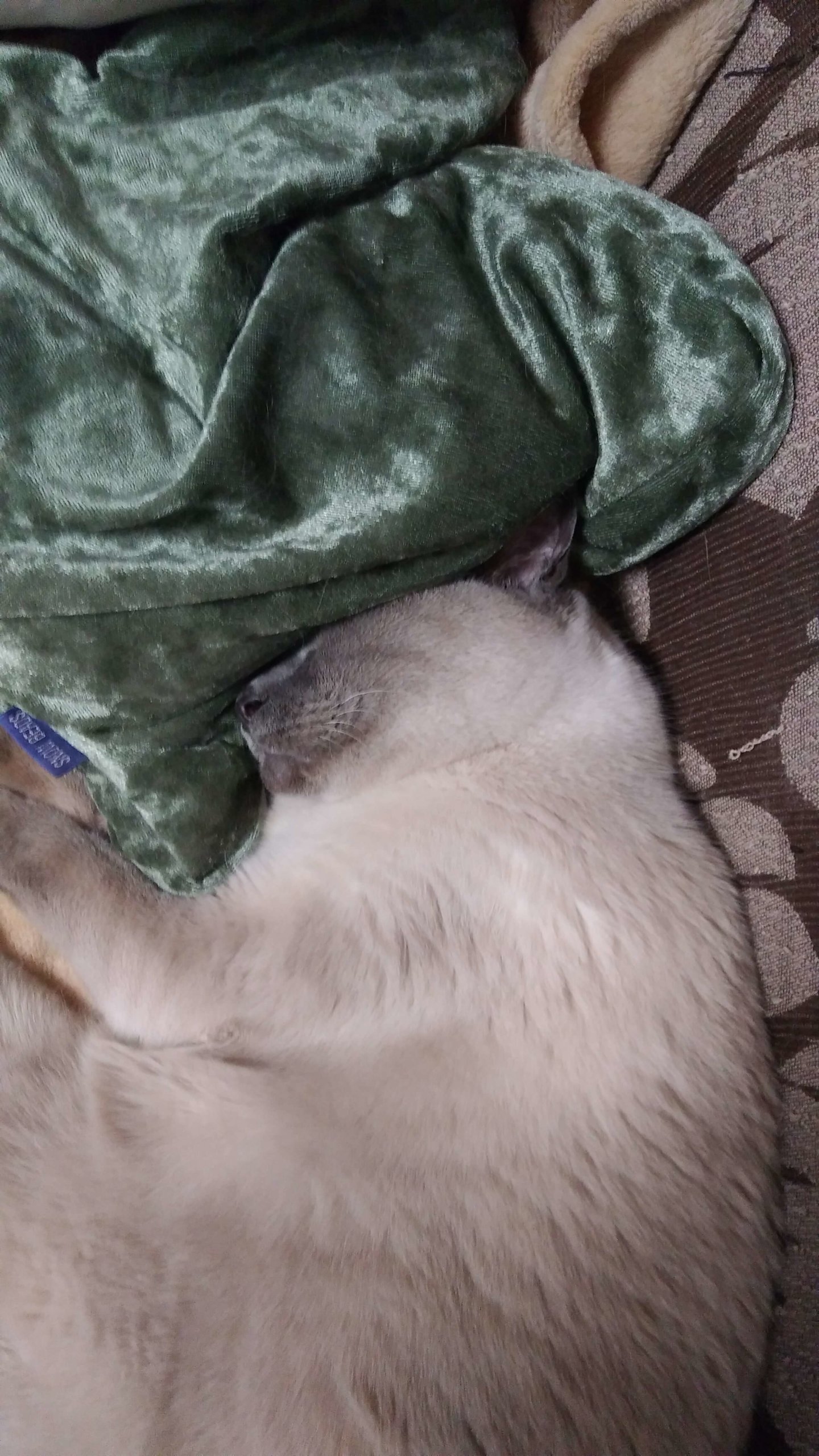 猫がアロマ配合のボディスクラブ 死海の塩入り を舐めた 猫とテニスと英会話